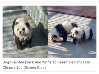 Chinese zoo paints chow chow dogs black & white to pass them off as pandas